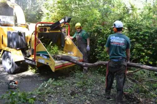 tree services Courtland